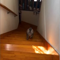 階段を駆け上がる猫