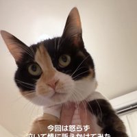 脇を掴まれた洋服を着ている猫