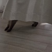 カーテンの下から見える猫の揃えた足