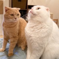 上を向いている白猫の横顔を見つめる茶トラ猫
