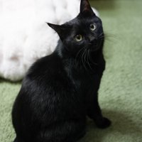 振り向きながら首をかしげて見上げる黒猫