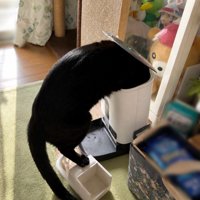 キャットフードが入っている機械に頭を入れる猫