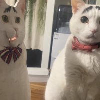 口を開いているパネルの真横で座りしている猫（耳前向き）