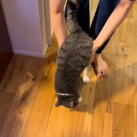 床に足が着いた猫