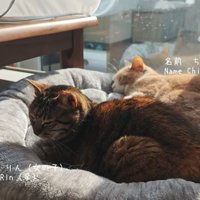 くっついて寝ている2匹の猫