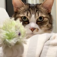 前脚にオモチャを乗せ上目遣いの猫
