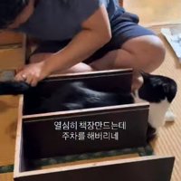板の間に体を収める猫