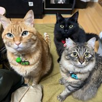 3匹の猫