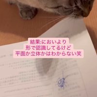 ノートの紙をかじる猫