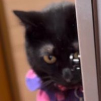 戸棚の扉を体で押さえながら、真剣な表情をする黒猫