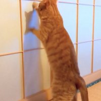 障子をガリガリする猫