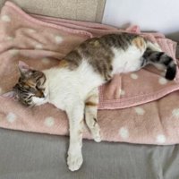 室内にいる猫