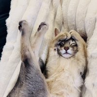 毛布の上で眠るアビシニアン