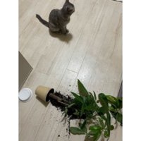 観葉植物と猫