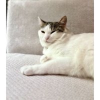 室内にいる猫