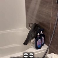 水を浴びている猫