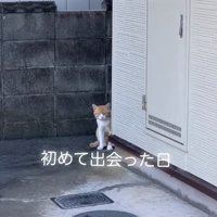 建物の陰からのぞく猫