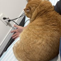 男性の腕の上に乗る茶トラ猫