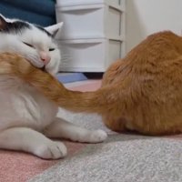 口の中に尻尾が