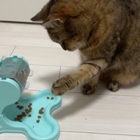 前足を上げたまま