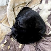 毛布の上で体を丸める黒猫