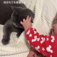 子供に耳を触られている猫