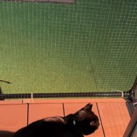 ベランダを歩く猫