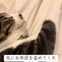 寝転がる猫