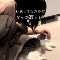 ママに撫でられている猫