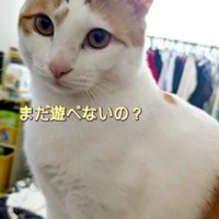 そばに座る猫