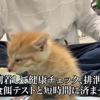 スプーンで餌を食べる子猫の写真1