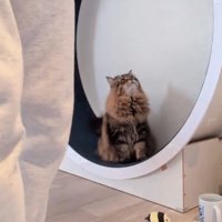 キャットホイールに座っている猫