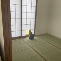 障子の前に座っている猫