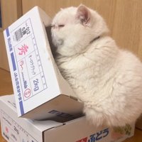 箱に体を寄せる猫