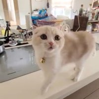台所の上にいる子猫