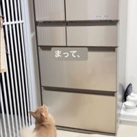冷蔵庫を見上げる猫