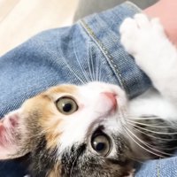 保護主さんの腕に収まる三毛さん