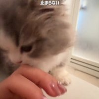 ゴロゴロ鳴く猫