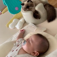 寝ている赤ちゃんを見る猫