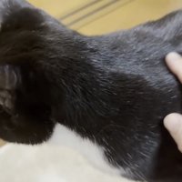 撫でられている猫の写真