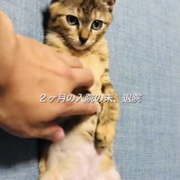 仰向けで胸を撫でられる保護猫