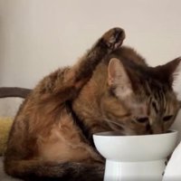 ご飯を食べている猫