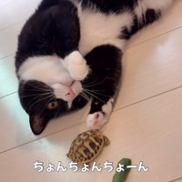 亀を触る猫