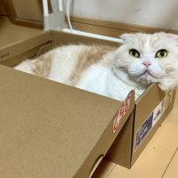 箱に入る猫