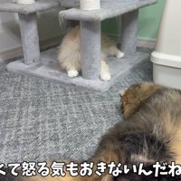 ケンカを辞める猫
