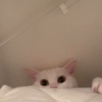 洗濯機裏をよじのぼる猫