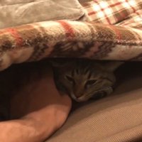 ソファの座布団の下に潜り込んでいる猫