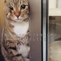 網戸と窓の隙間に入ろうとするキジトラ猫