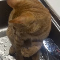 流れる水を見つめる猫