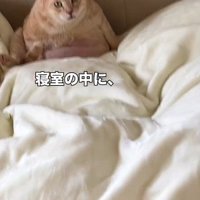 布団の上に座る猫
